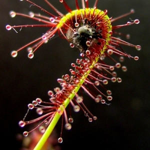 Sundew